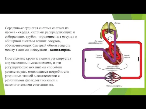 Сердечно-сосудистая система состоит из насоса - сердца, системы распределяющих и собирающих