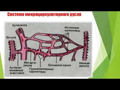 Система микроциркуляторного русла