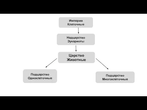 Империя Клеточные Царство Животные Надцарство Эукариоты Подцарство Многоклеточные Подцарство Одноклеточные