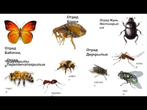 Отряд Блохи Отряд Жуки, Жесткокрылые Отряд Бабочки, Чешуекрылые Отряд Перепончатокрылые пчела