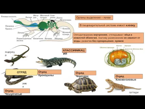 Органы выделения – почки В пищеварительной системе имеют клоаку Оплодотворение внутреннее,