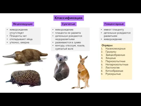 имеют плаценту детеныши рождаются развитыми живорождение Классификация живорождение отсутствует Плаценты нет