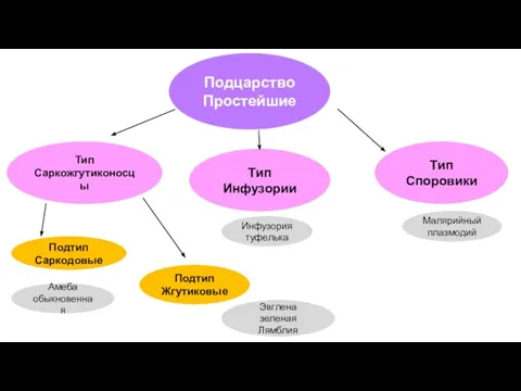 Подцарство Простейшие Тип Саркожгутиконосцы Тип Инфузории Подтип Саркодовые Подтип Жгутиковые Тип