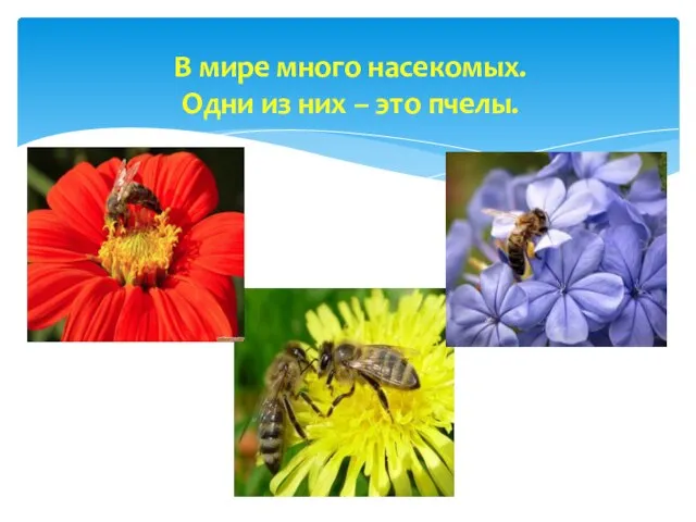 В мире много насекомых. Одни из них – это пчелы.