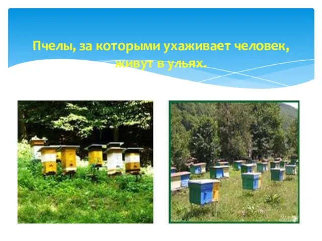 Пчелы, за которыми ухаживает человек, живут в ульях.