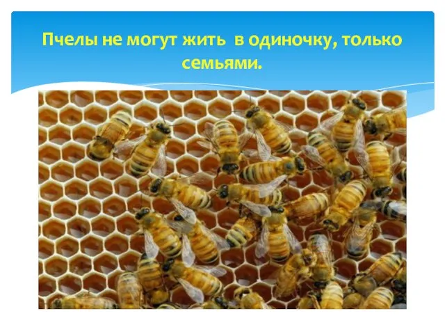 Пчелы не могут жить в одиночку, только семьями.