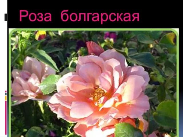 Роза болгарская
