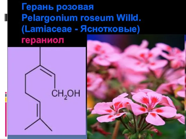 Герань розовая Pelargonium roseum Willd. (Lamiaceae - Яснотковые) гераниол