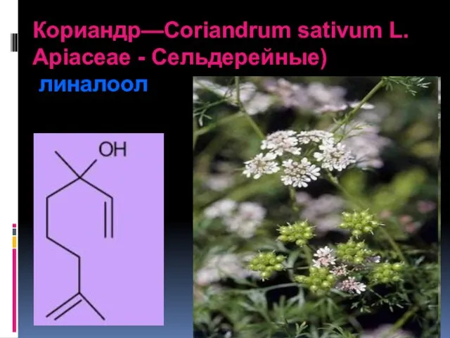 Кориандр—Coriandrum sativum L. Apiaceae - Сельдерейные) линалоол