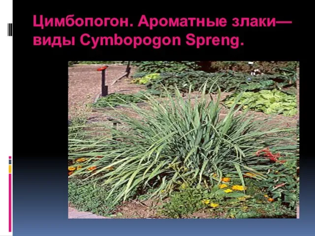 Цимбопогон. Ароматные злаки—виды Cymbopogon Spreng.