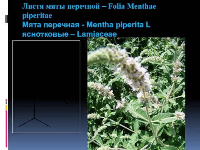Листя мяты перечной – Folia Menthae piperitae Мята перечная - Mentha piperita L яснотковые – Lamiaceae