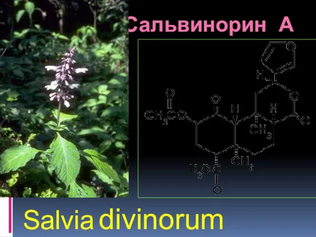 Сальвинорин А Salvia divinorum