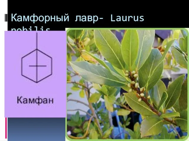 Камфорный лавр- Laurus nobilis