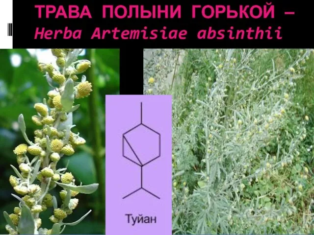ТРАВА ПОЛЫНИ ГОРЬКОЙ — Herba Artemisiae absinthii