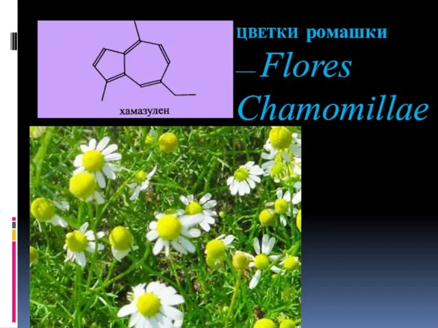 ЦВЕТКИ ромашки — Flores Chamomillae