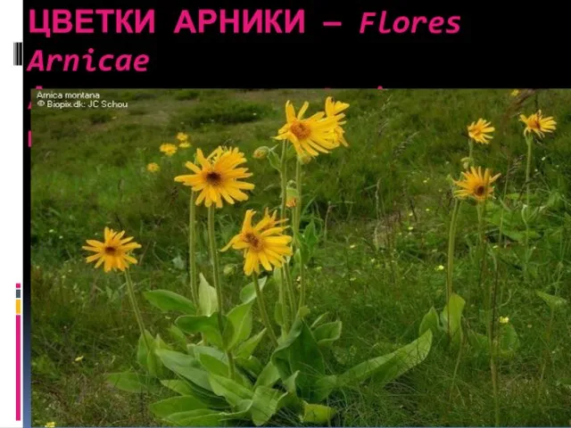 ЦВЕТКИ АРНИКИ — Flores Arnicae Арника горная – Arnica montana