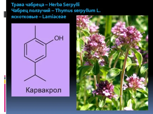 Трава чабреца – Herba Serpylli Чабрец ползучий – Thymus serpyllum L. яснотковые – Lamiaceae