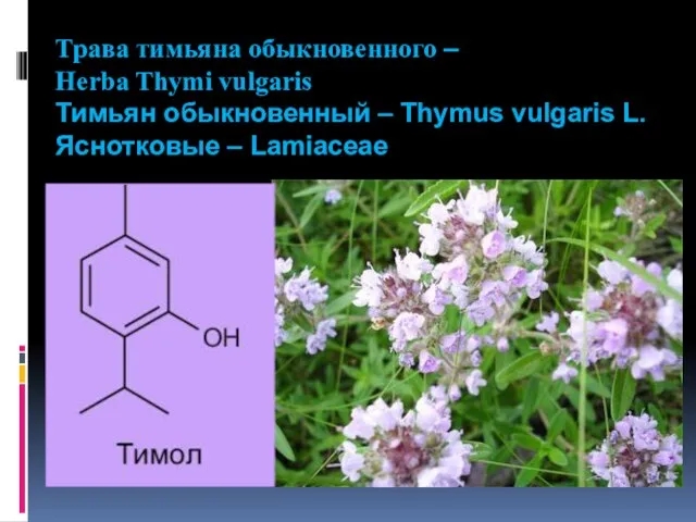 Трава тимьяна обыкновенного – Herba Thymi vulgaris Тимьян обыкновенный – Thymus vulgaris L. Яснотковые – Lamiaceae
