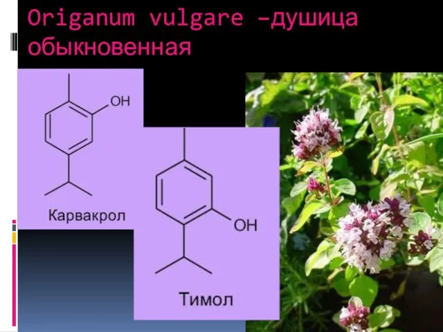 Origanum vulgare –душица обыкновенная