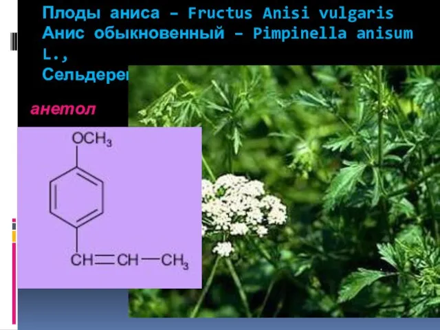 Плоды аниса – Fructus Anisi vulgaris Анис обыкновенный – Pimpinella anisum L., Сельдерейные – Apiaceae анетол