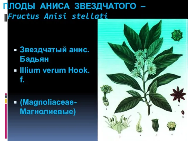 ПЛОДЫ АНИСА ЗВЕЗДЧАТОГО — Fructus Anisi stellati Звездчатый анис. Бадьян Illium verum Hook. f. (Magnoliaceae-Магнолиевые)