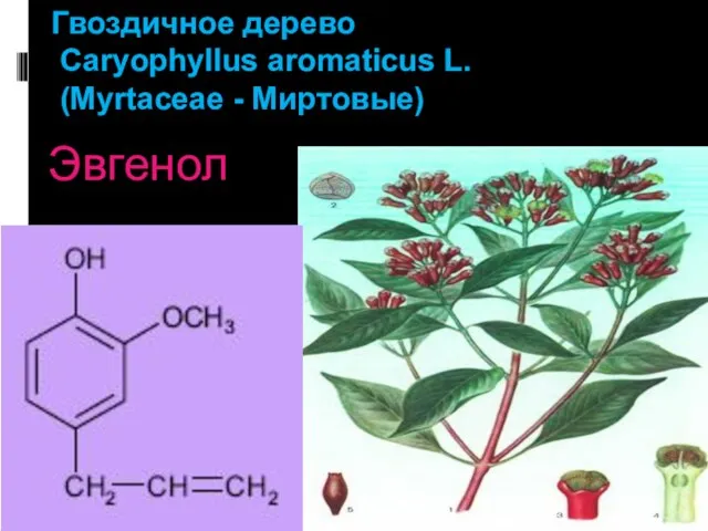 Гвоздичное дерево Caryophyllus aromaticus L. (Myrtaceae - Миртовые) Эвгенол