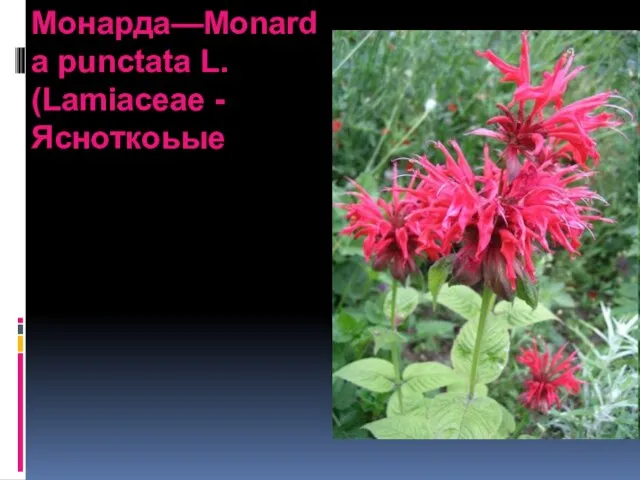 Монарда—Monarda punctata L. (Lamiaceae - Ясноткоьые