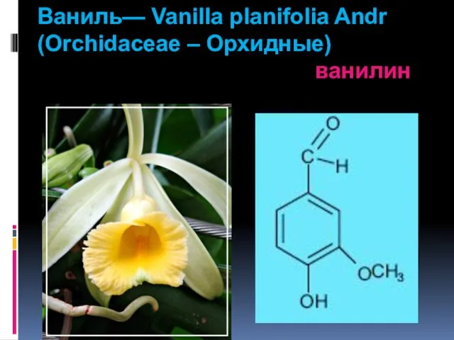 Ваниль— Vanilla planifolia Andr (Orchidaceae – Орхидные) ванилин