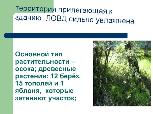 Основной тип растительности –осока; древесные растения: 12 берёз, 15 тополей и