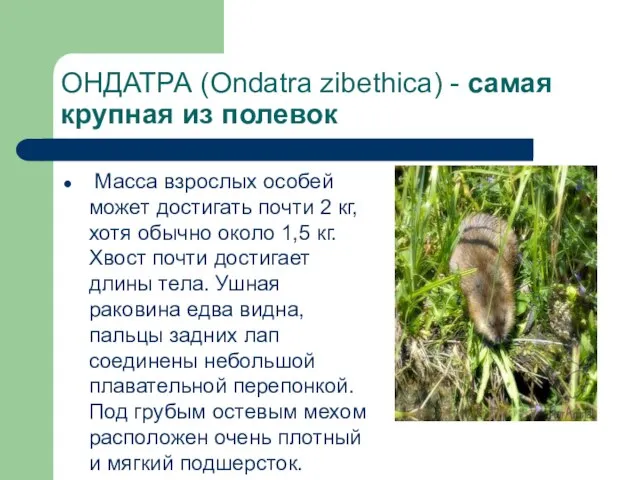 ОНДАТРА (Ondatra zibethica) - самая крупная из полевок Масса взрослых особей