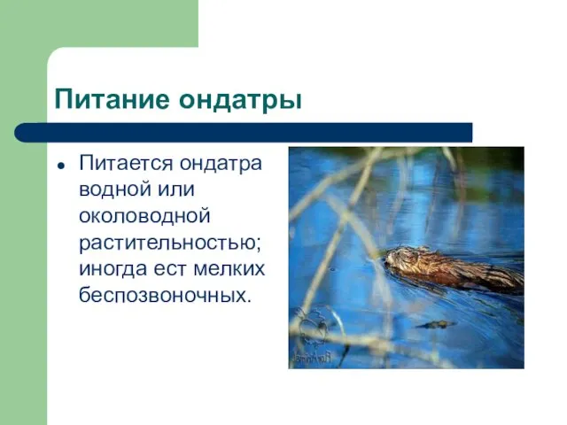 Питание ондатры Питается ондатра водной или околоводной растительностью; иногда ест мелких беспозвоночных.
