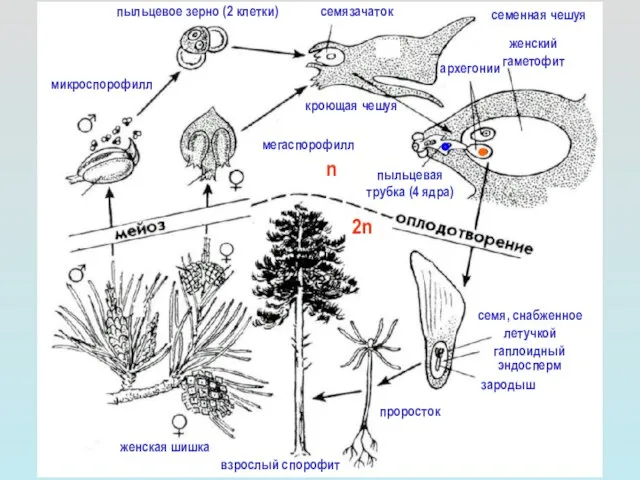 взрослый спорофит проросток семя, снабженное летучкой гаплоидный эндосперм зародыш женская шишка