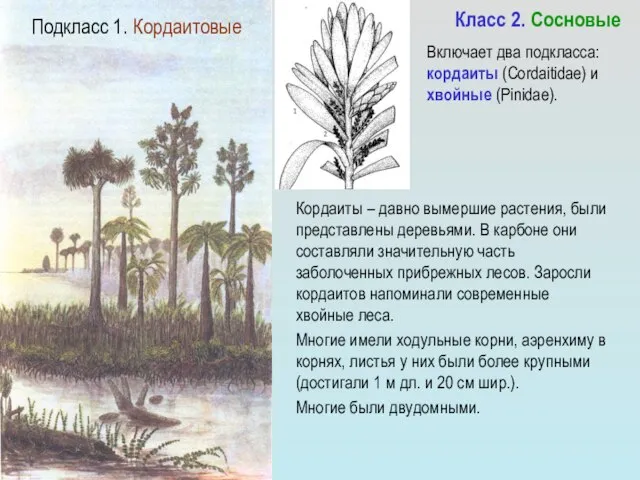 Класс 2. Сосновые Кордаиты – давно вымершие растения, были представлены деревьями.