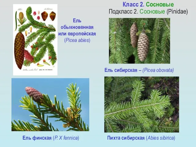 Ель финская (P. X fennica) Ель обыкновенная или европейская (Picea abies)