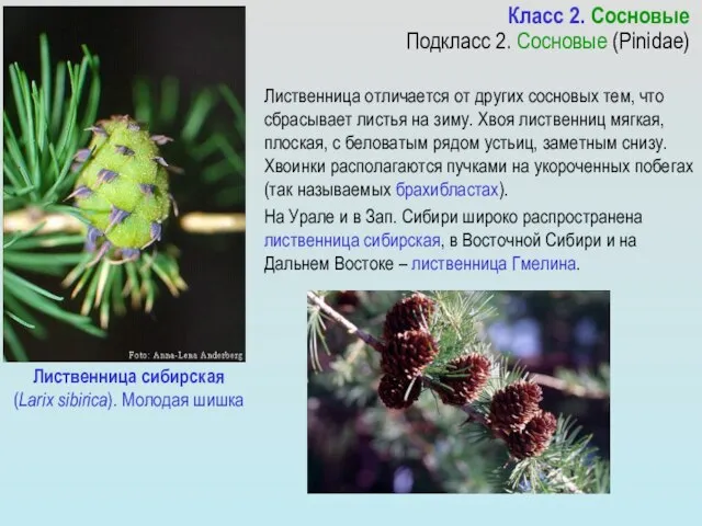 Лиственница сибирская (Larix sibirica). Молодая шишка Лиственница отличается от других сосновых