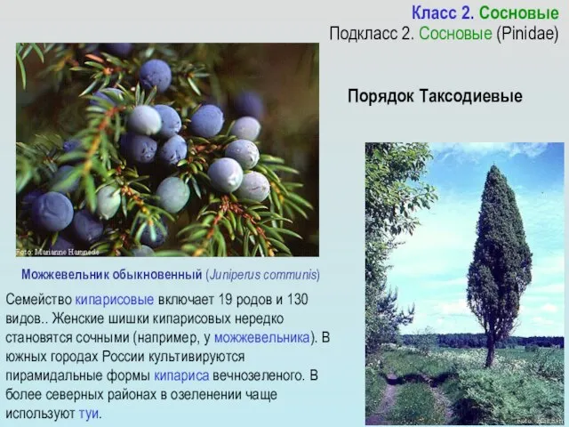 Можжевельник обыкновенный (Juniperus communis) Семейство кипарисовые включает 19 родов и 130