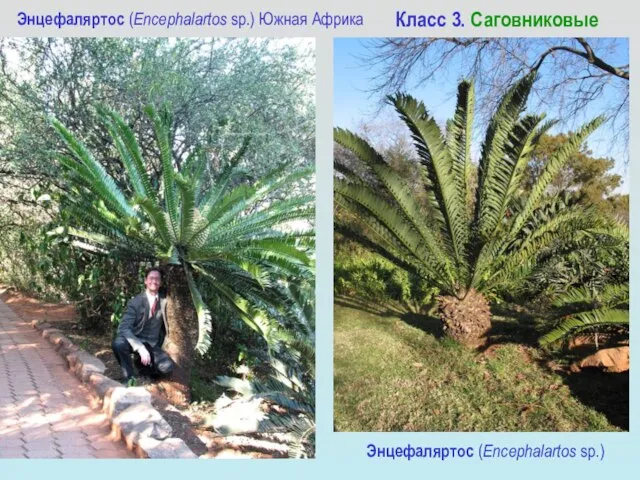 Энцефаляртос (Encephalartos sp.) Южная Африка Энцефаляртос (Encephalartos sp.) Класс 3. Саговниковые