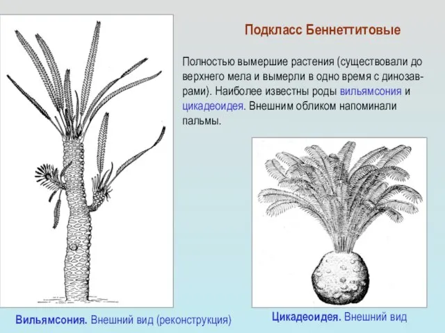 Полностью вымершие растения (существовали до верхнего мела и вымерли в одно