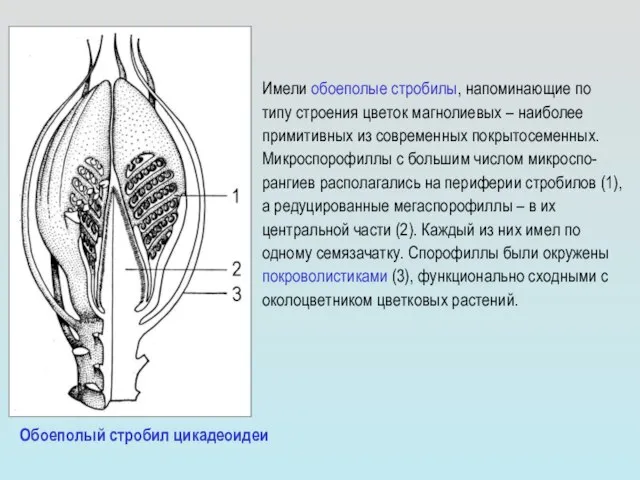 Имели обоеполые стробилы, напоминающие по типу строения цветок магнолиевых – наиболее