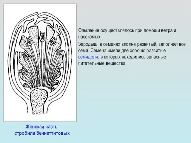 Опыление осуществлялось при помощи ветра и насекомых. Зародыш в семенах вполне