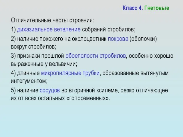 Класс 4. Гнетовые Отличительные черты строения: 1) дихазиальное ветвление собраний стробилов;