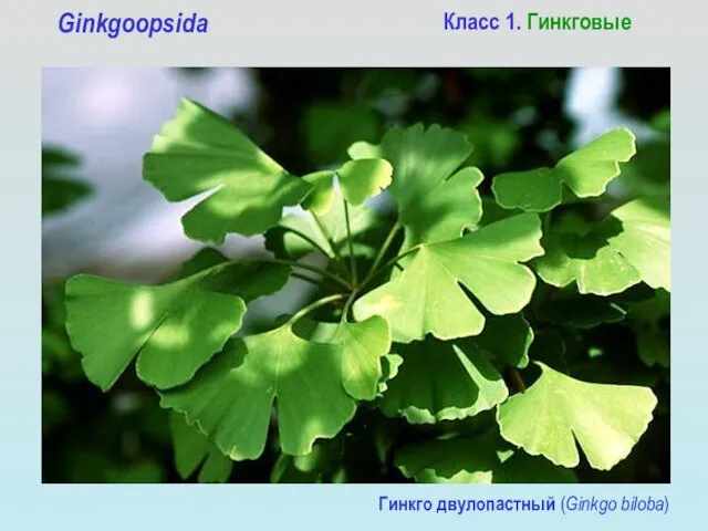 Класс 1. Гинкговые Ginkgoopsida Гинкго двулопастный (Ginkgo biloba)