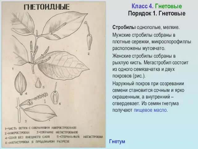 Класс 4. Гнетовые Порядок 1. Гнетовые Стробилы однополые, мелкие. Мужские стробилы