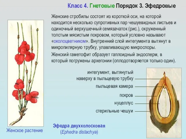 Класс 4. Гнетовые Порядок 3. Эфедровые Женские стробилы состоят из короткой