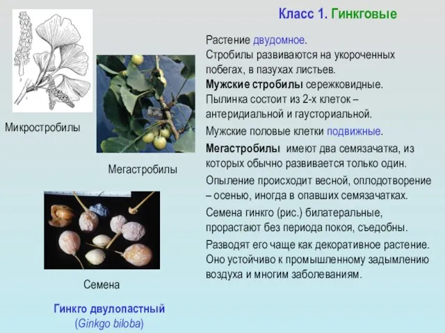 Гинкго двулопастный (Ginkgo biloba) Класс 1. Гинкговые Растение двудомное. Стробилы развиваются