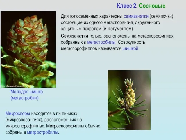 Для голосеменных характерны семязачатки (семяпочки), состоящие из одного мегаспорангия, окруженного защитным