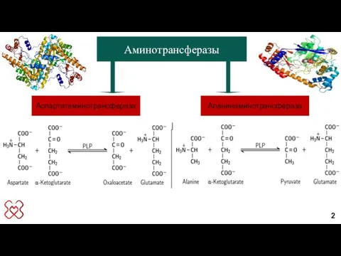 Аспартатаминотрансфераза Аминотрансферазы Аланинаминотрансфераза 2