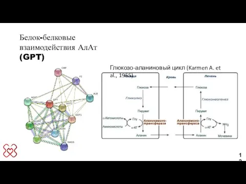 12 Белок-белковые взаимодействия АлАт (GPT) Глюкозо-аланиновый цикл (Karmen A. et al., 1955)