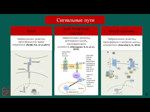 5 Эмбриональное развитие, пролиферация во время нейрогенеза (Rybko V.A. et al.,2011)