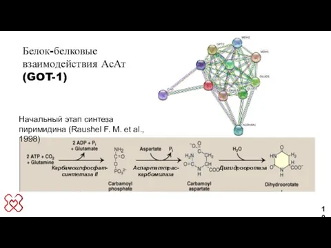 10 Белок-белковые взаимодействия АсАт (GOT-1) Карбамоилфосфат- синтетаза II Аспартаттрас- карбомилаза Дигидрооротаза